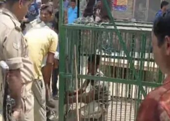 पकड़ने गए थे बाघ और खुद पिंजड़े में कैद हो गए