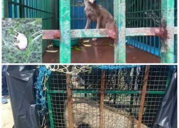 Man-eating wolf attacks 40 people in 35 days