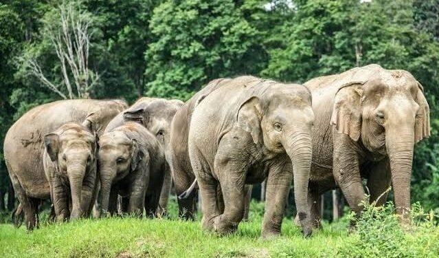 Strange six female elephants crazy in love abscond with the elephant, search is on