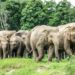 Strange six female elephants crazy in love abscond with the elephant, search is on