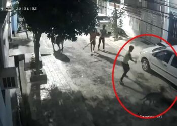 बेजुबान को बीच सड़क बैट से पीट-पीटकर मार डाला