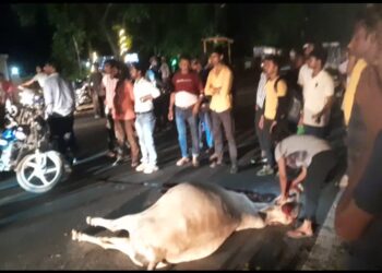 दुर्घटना के बाद गर्भवती गाय बीच सड़क पर तड़पती रही, सब मूकदर्शक बने रहे