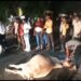 दुर्घटना के बाद गर्भवती गाय बीच सड़क पर तड़पती रही, सब मूकदर्शक बने रहे