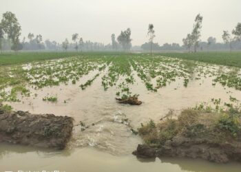 नहर विभाग की लापरवाही से सैकड़ो बीघे फसल जलमग्न : ग्रामीण