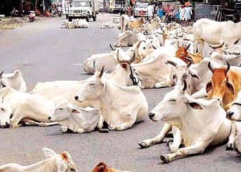 ग्राम प्रधानों और बीडीसी की बैठक में उठा आवारा मवेशियों का मुद्दा