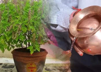 आज मनाया जा रहा तुलसी पूजन दिवस, यहां जानिए शुभ मुहूर्त और पूजा विधि
