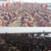1100 लोग बने नागा साधु, इस बार 25000 लोगों को साधु बनाने का है लक्ष्य