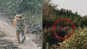 लखनऊ में बाघ के डर से बोर्ड परीक्षा केंद्रों के बाहर बढ़ाई गई सुरक्षा