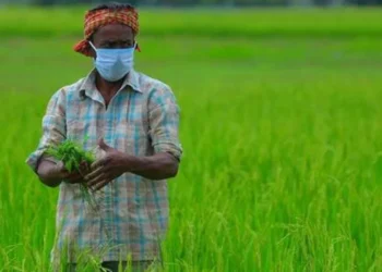 किसानों को तोहफा : गेहूं की बुवाई के लिए कृषि विभाग की तैयारी तेज