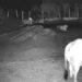 गोंदलामऊ के ग्राम बैशौली में बीते पंद्रह दिनों से तेंदुए की दहशत, दो बछड़ों को बना चुका है शिकार