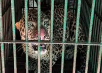सीतापुर में पकड़ा गया तेंदुआ… एक महीने से था गाँव में खौफ, वन विभाग ने सीसी कैमरे के जरिये जाल में फसाया