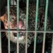 सीतापुर में पकड़ा गया तेंदुआ… एक महीने से था गाँव में खौफ, वन विभाग ने सीसी कैमरे के जरिये जाल में फसाया