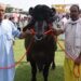 विधायक भैंसा काजू बादाम के साथ रोज उड़ा रहा दस लीटर दूध