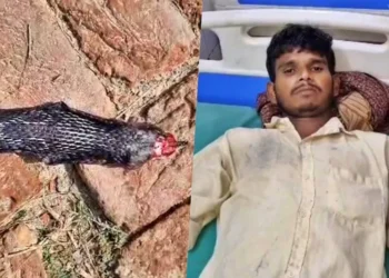 किंग कोबरा का फन चबाकर काट डाला, युवक सुरक्षित