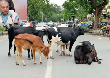 गोआश्रय स्थलों की व्यवस्थाओं को लेकर पशुधन मंत्री ने दिए सख्त निर्देश
