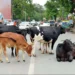 गोआश्रय स्थलों की व्यवस्थाओं को लेकर पशुधन मंत्री ने दिए सख्त निर्देश