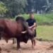 गौसेवा कर सौ रुपए से शुरू किया व्यापार, आज 200 करोड़ के मालिक
