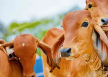 कृषि विभाग ने शुरू किया डिजिटल पशु रिकॉर्डिंग प्रोजेक्ट