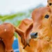 कृषि विभाग ने शुरू किया डिजिटल पशु रिकॉर्डिंग प्रोजेक्ट