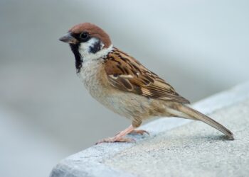 विकास की आंधी में उजड़ते फलदार वृक्ष, गुम होती गौरैया