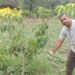 एक बार निवेश, कई सालों तक कमाईः आम की बागवानी ने बदली धर्मेंद्र सिंह की किस्मत, कमा रहे लाखों रुपये