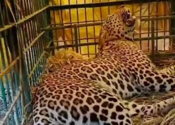 लखीमपुर के कटेला फार्म में आतंक का पर्याय बना तेंदुआ पिंजरे में कैद